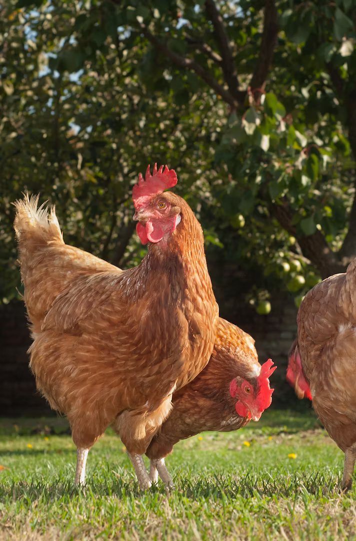 Découpe poulet